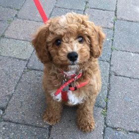 Henley Cavapoos & Maltipoos