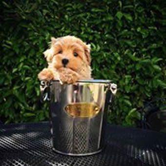 Henley Cavapoos & Maltipoos