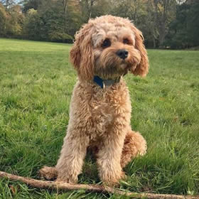 Henley Cavapoos & Maltipoos