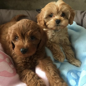 Henley Cavapoos & Maltipoos