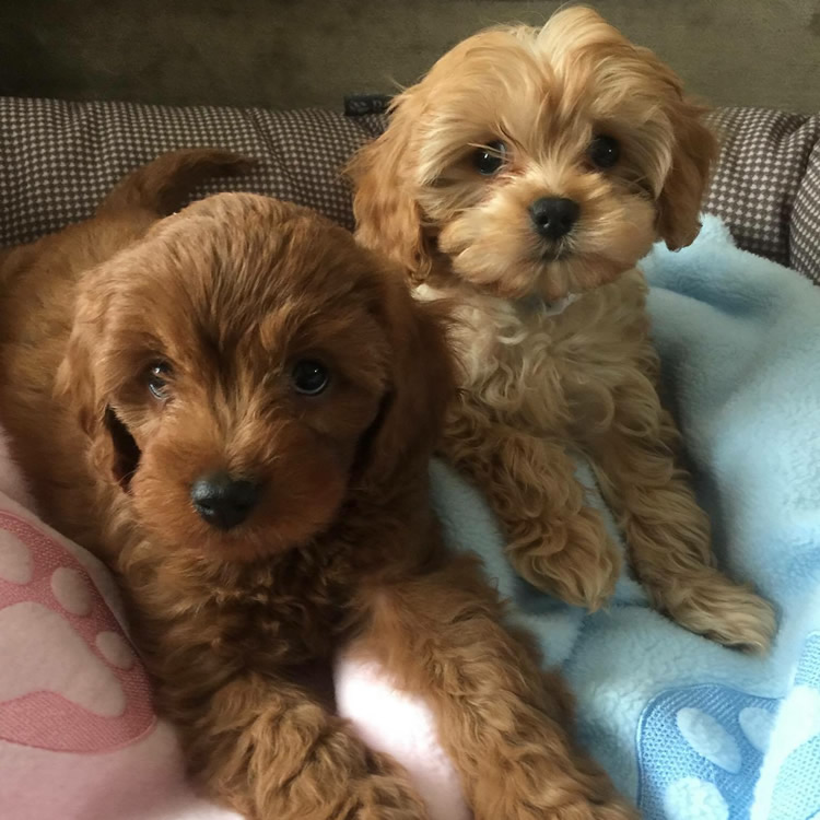 Henley Cavapoos & Maltipoos