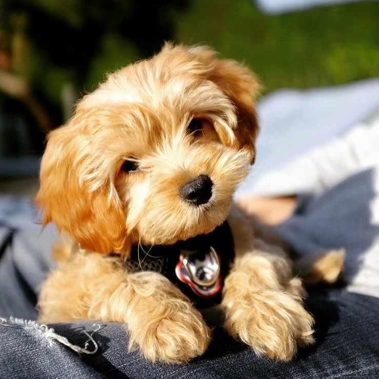 Henley Cavapoos & Maltipoos