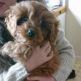 Henley Cavapoos & Maltipoos - Amber