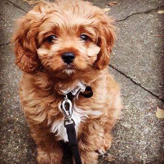 Cavapoo temperament best sale uk