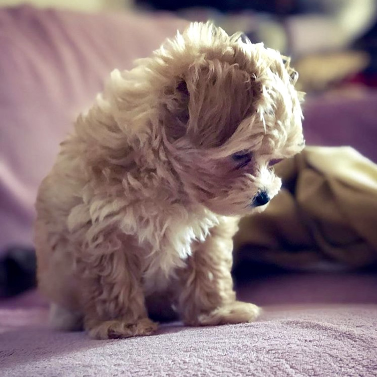 maltipoo breeders uk kennel club