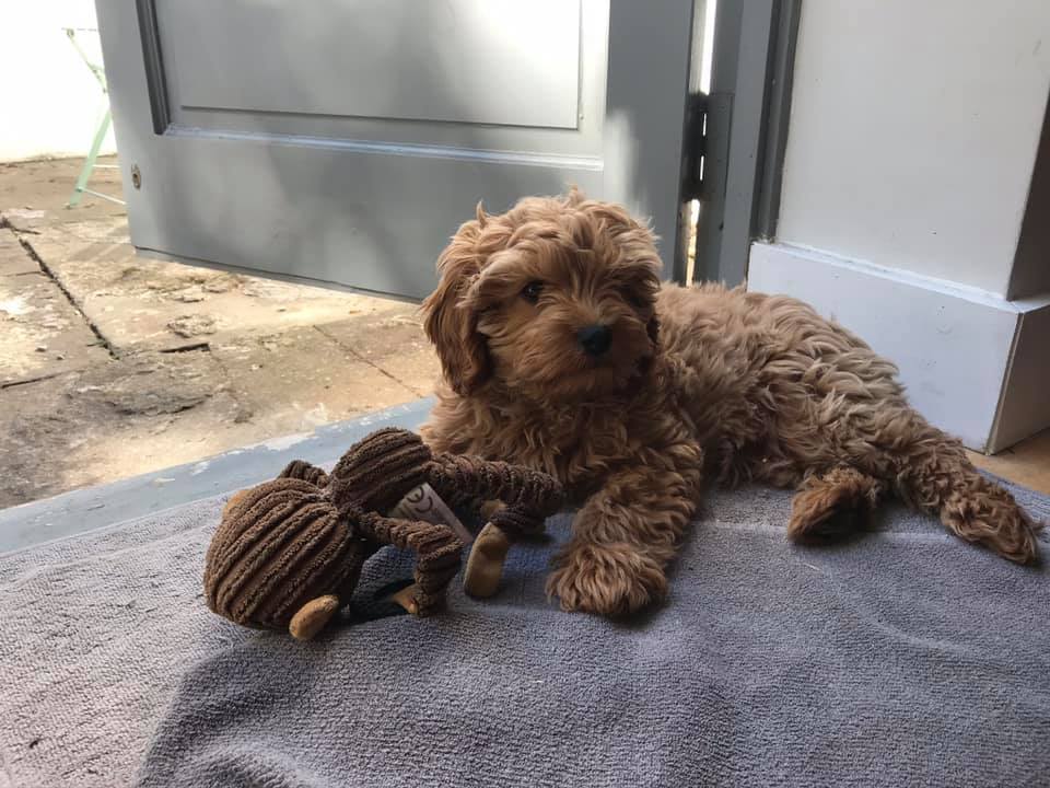 Henley Cavapoos & Maltipoos