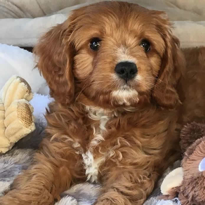 Henley cavapoos shop and maltipoos