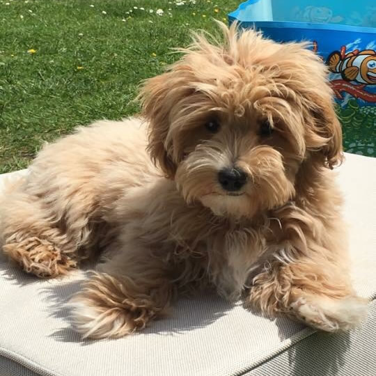 Как выглядит взрослая собака мальтипу henley cavapoo Online Shopping