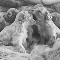 Cavapoo puppies