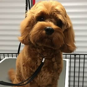 Milo - Cavapoo