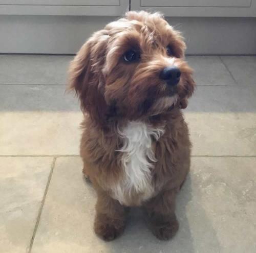 Nellie - Cavapoo