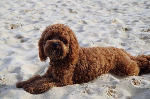 Ossie - Cavapoo