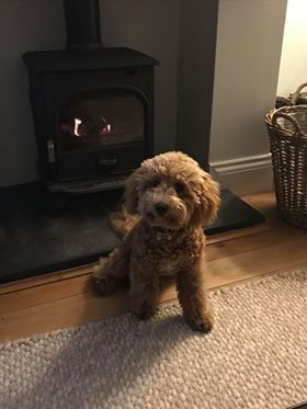 Peanut - Cavapoo