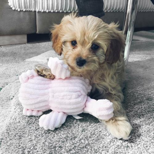 Rosie - Cavapoo