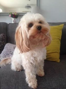 Rosie - Cavapoo