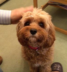 Susie - Cavapoo