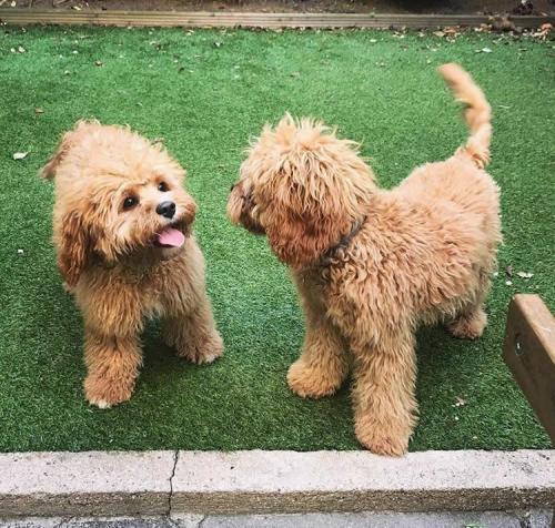 Ted and Elvis - Cavapoo brothers