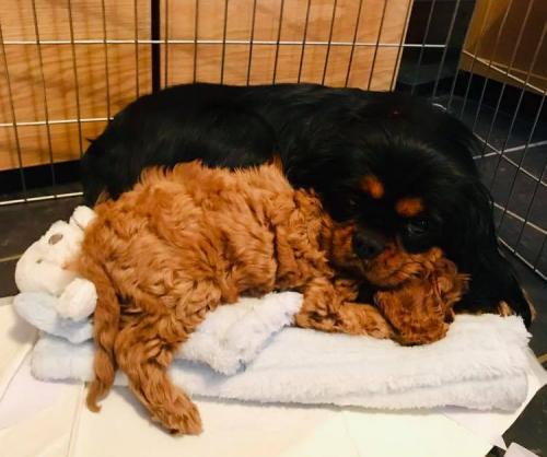 Teddy & Mum - Cavapoo