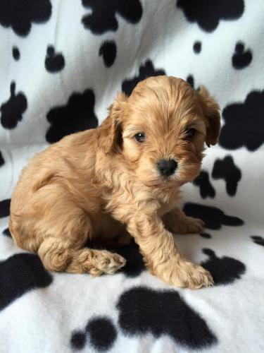 Winston - Cavapoo