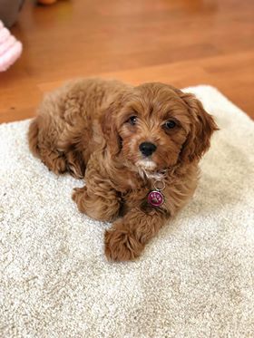 Yunna - Cavapoo