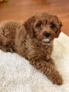 Yunna - Cavapoo