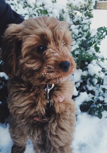 Chewie - Cavapoo