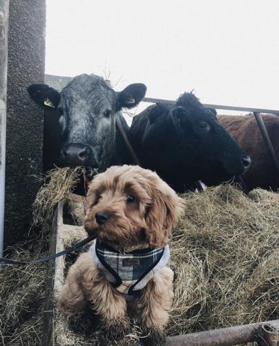 Chewie - Cavapoo