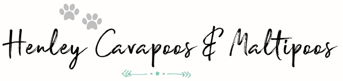 Henley Cavapoos & Maltipoos – Family breeders who are committed to becoming the very best breeders of Maltipoo and Cavapoo puppies, Oxfordshire, South East England Logo