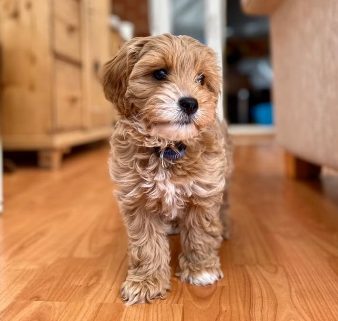 Bourbon – Cavapoo Henley Cavapoos & Maltipoos
