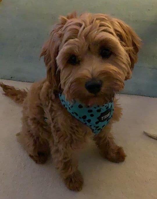 Nellie – Cavapoo Henley Cavapoos & Maltipoos