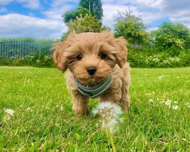 Nellie – Cavapoo Henley Cavapoos & Maltipoos