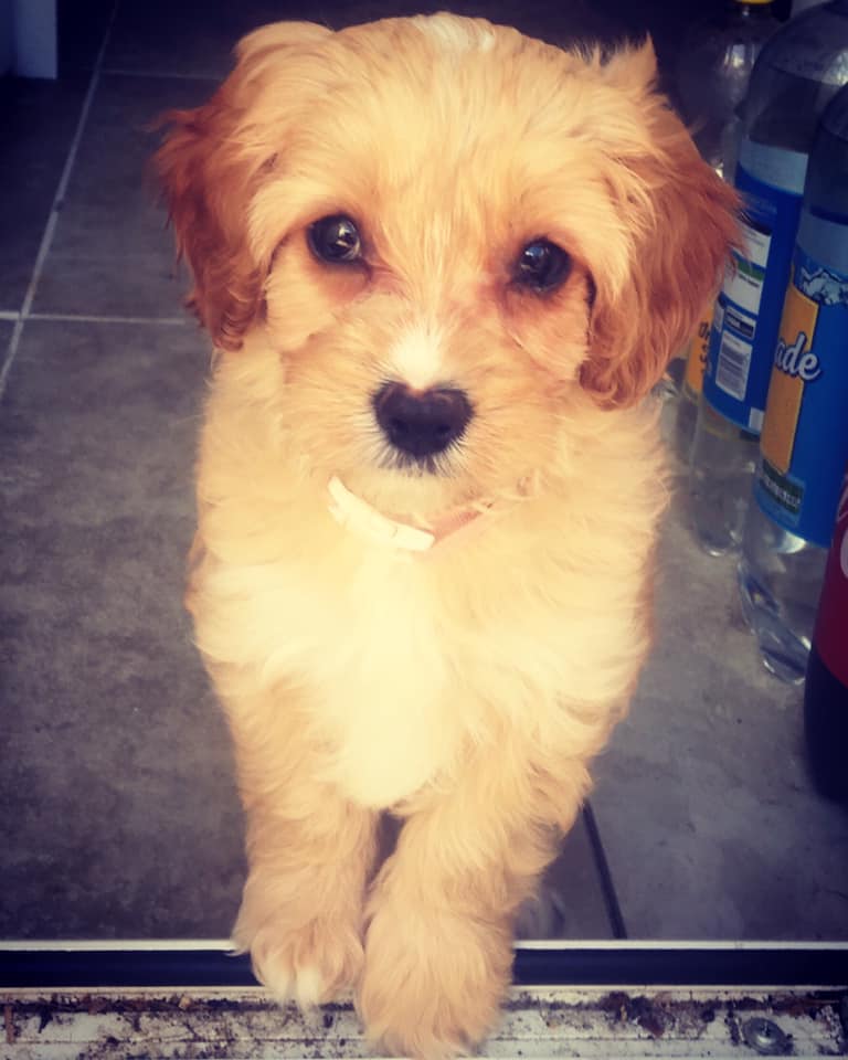 Piper – Cavapoo Henley Cavapoos & Maltipoos