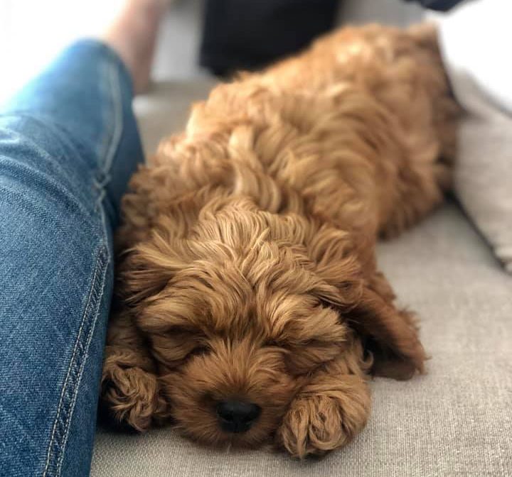 Ted – Cavapoo Henley Cavapoos & Maltipoos