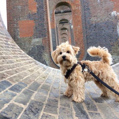 Millie - Maltipoo