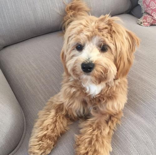 Millie - Maltipoo