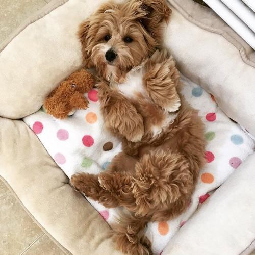 Daisy - Maltipoo