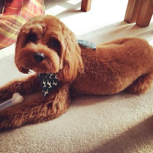 Pudsey - Cavapoo