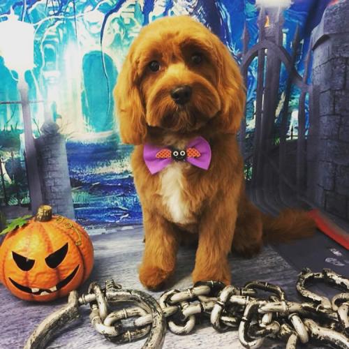 Daisy - Cavapoo