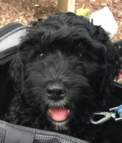 Alfie - Cockapoo