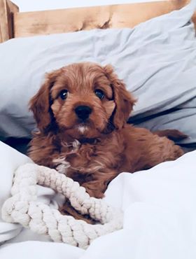 Alfie - Cavapoo