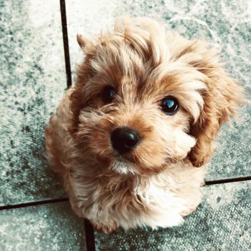 Alfie - Cavapoo