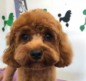 Amber - Cavapoo