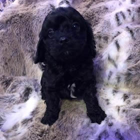 Barnaby James - Cavapoo