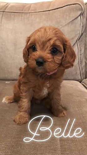 Belle - Cavapoo