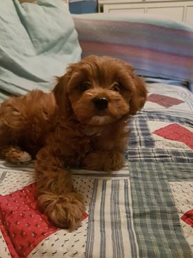 Belle - Cavapoo
