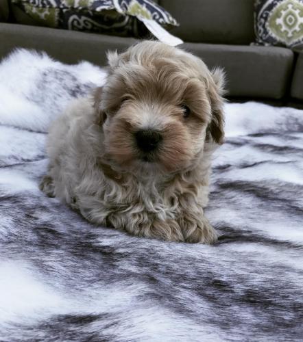 Betsy - Maltipoo