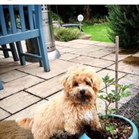 Betsy - Maltipoo