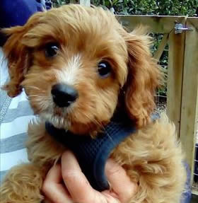 Billie - Cavapoo