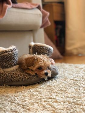 Bimba - Maltipoo