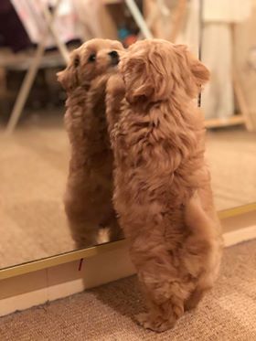 Bimba - Maltipoo